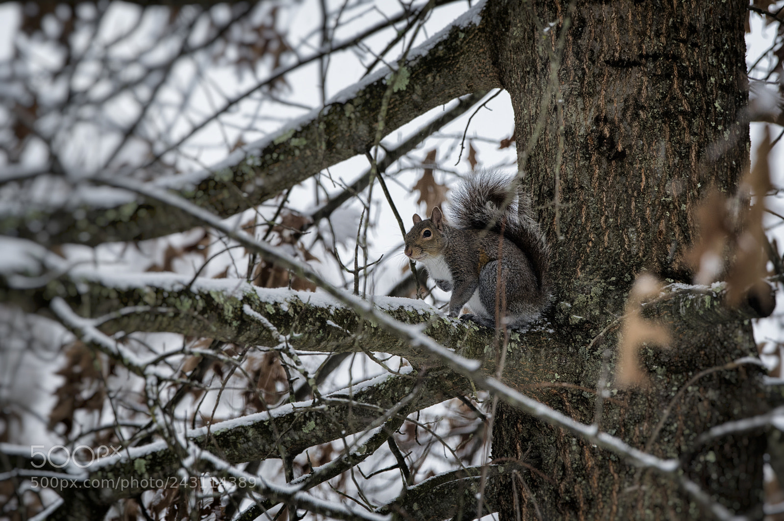 Nikon D810 sample photo. Backyard animals2 photography