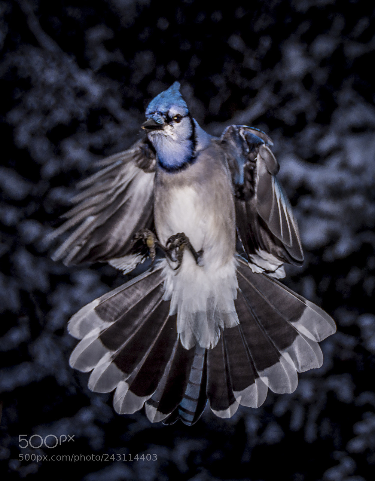 Nikon D7200 sample photo. Blue jays photography