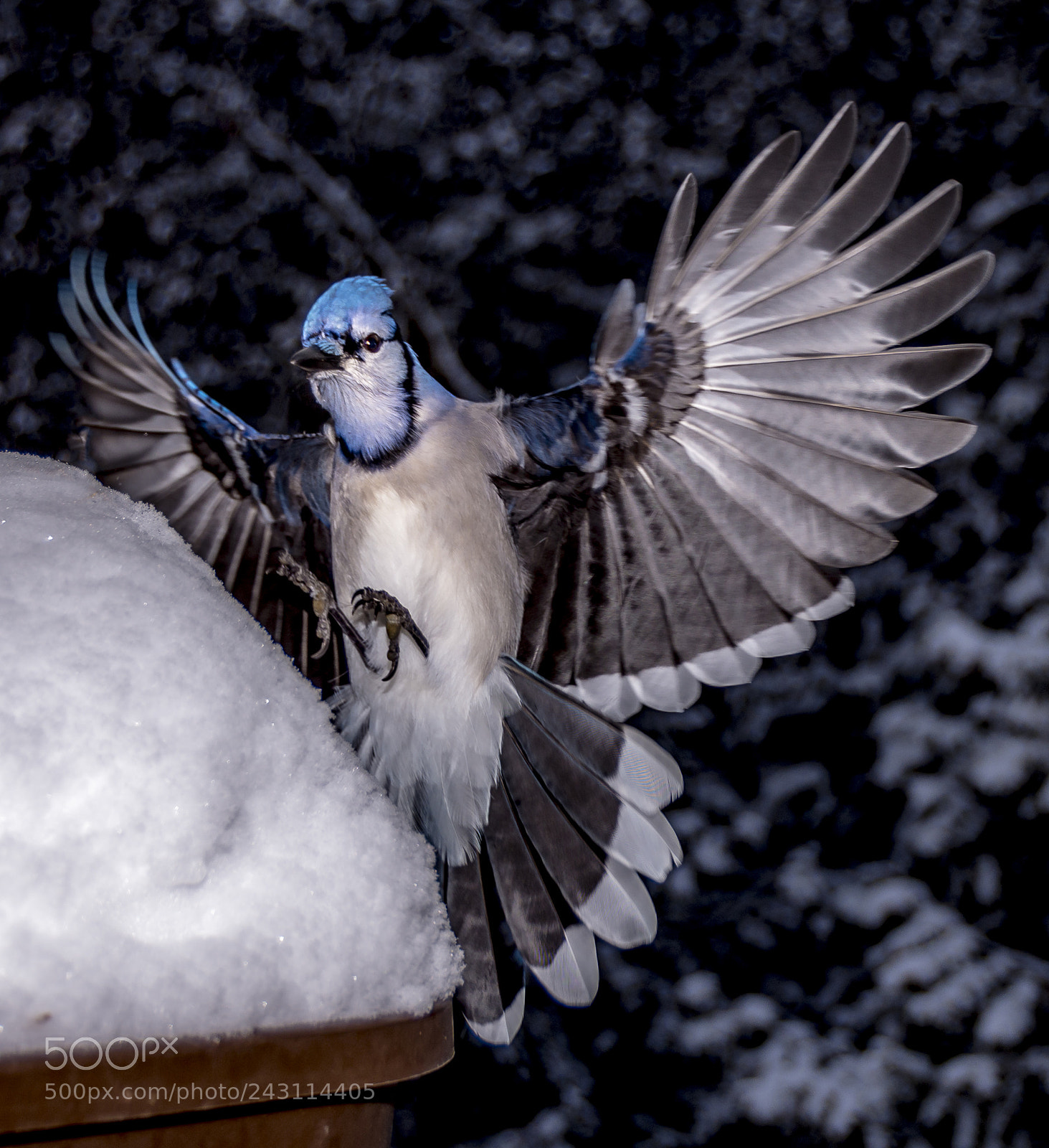 Nikon D7200 sample photo. Blue jays photography
