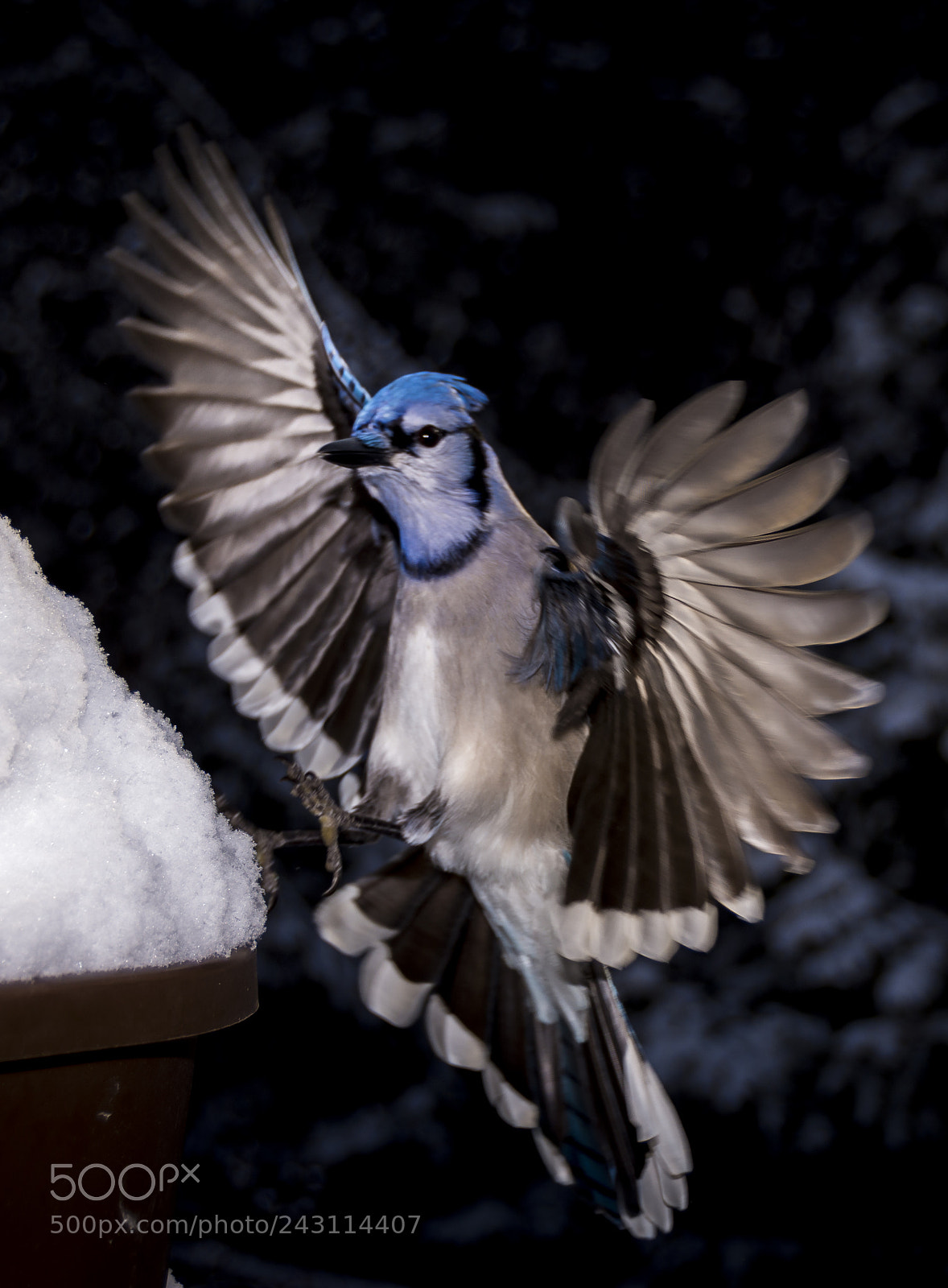 Nikon D7200 sample photo. Blue jays photography