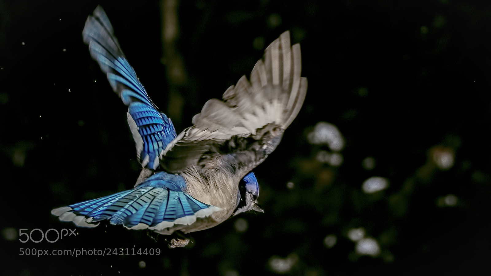 Nikon D7200 sample photo. Blue jays photography