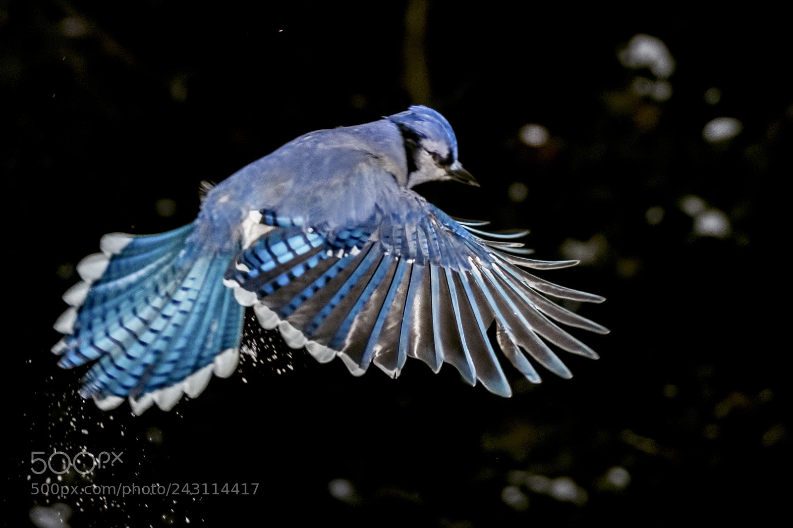 Nikon D7200 sample photo. Blue jays photography