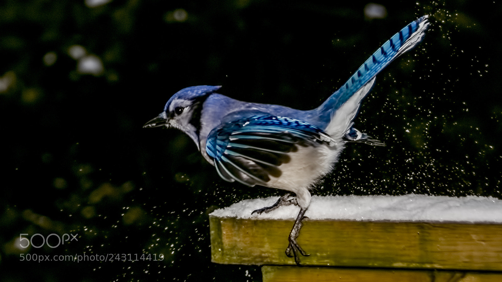 Nikon D7200 sample photo. Blue jays photography