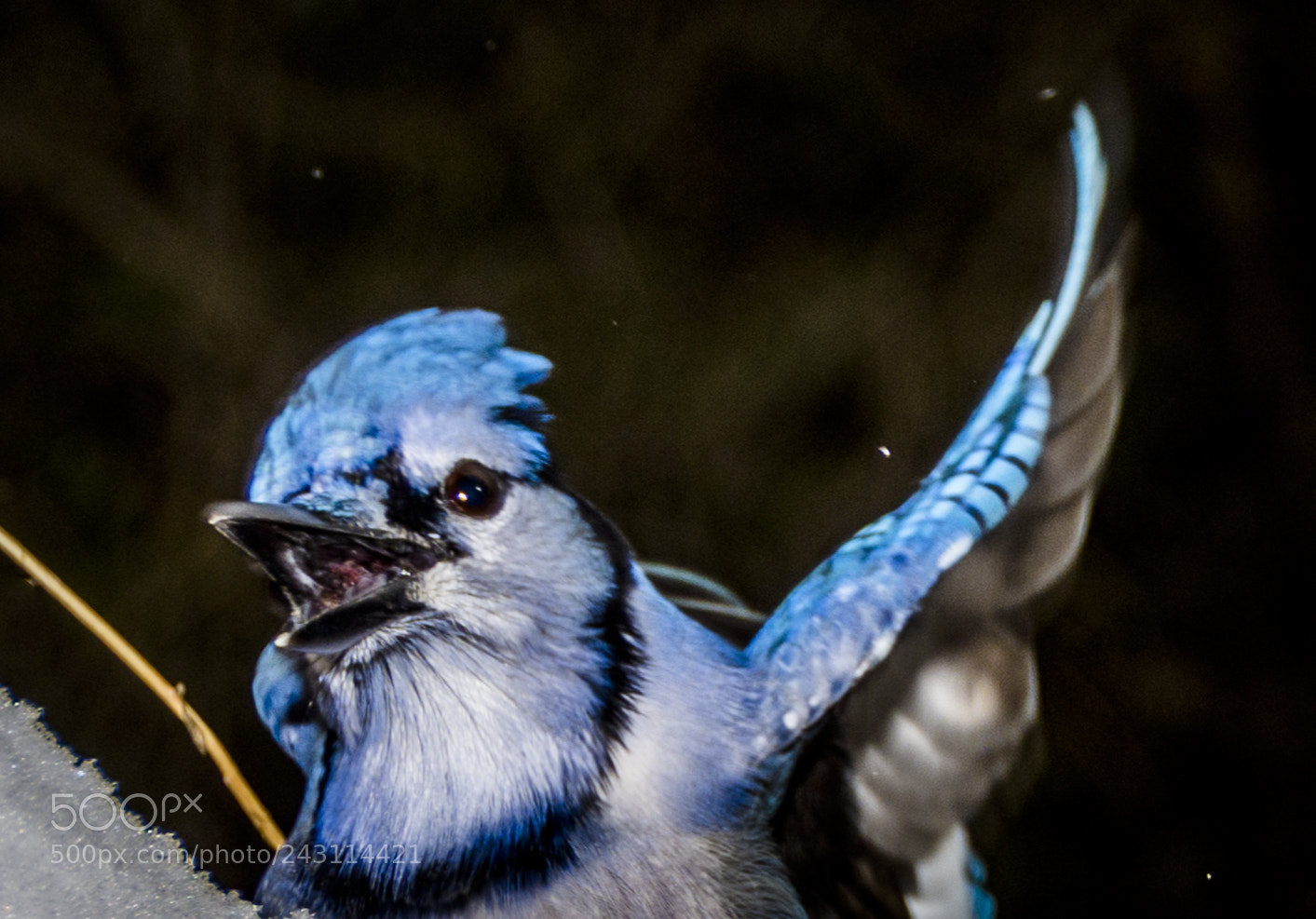 Nikon D7200 sample photo. Blue jays photography