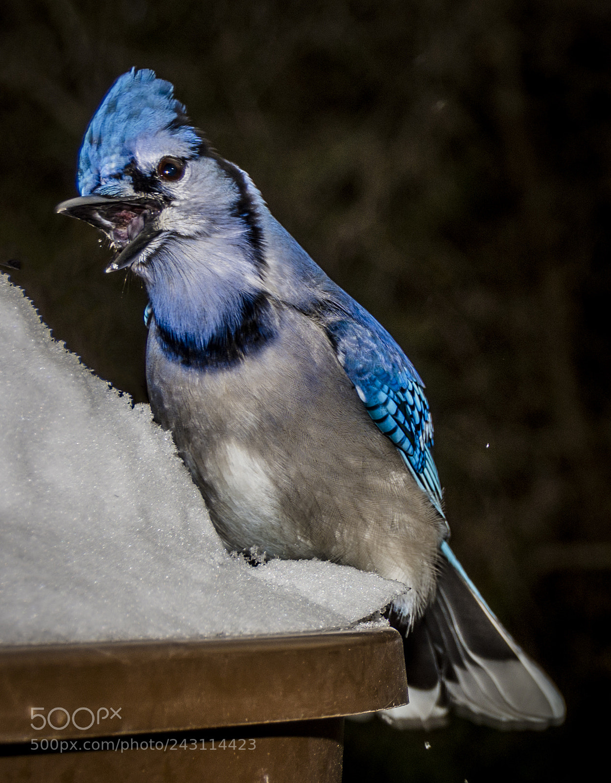 Nikon D7200 sample photo. Blue jays photography