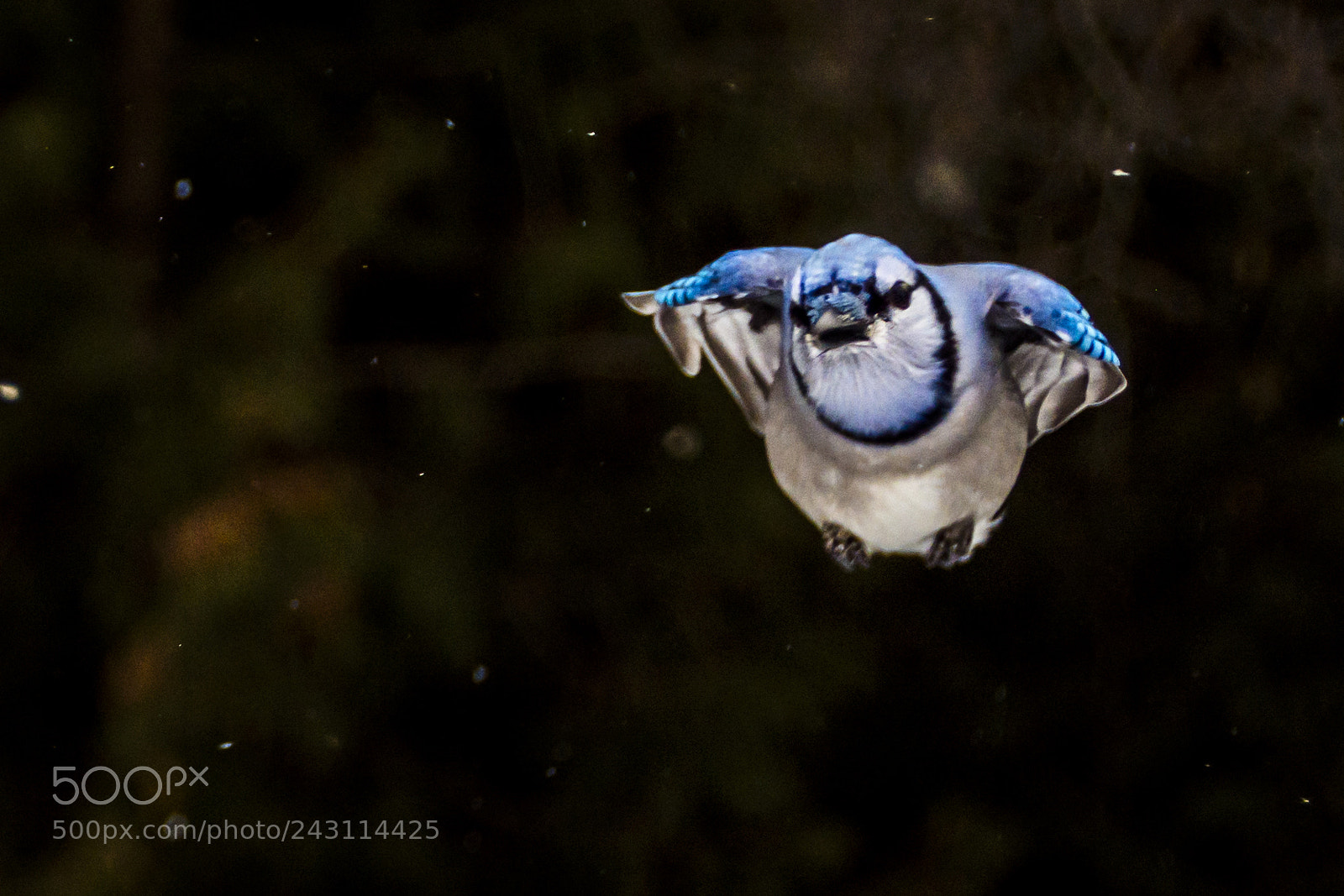 Nikon D7200 sample photo. Blue jays photography