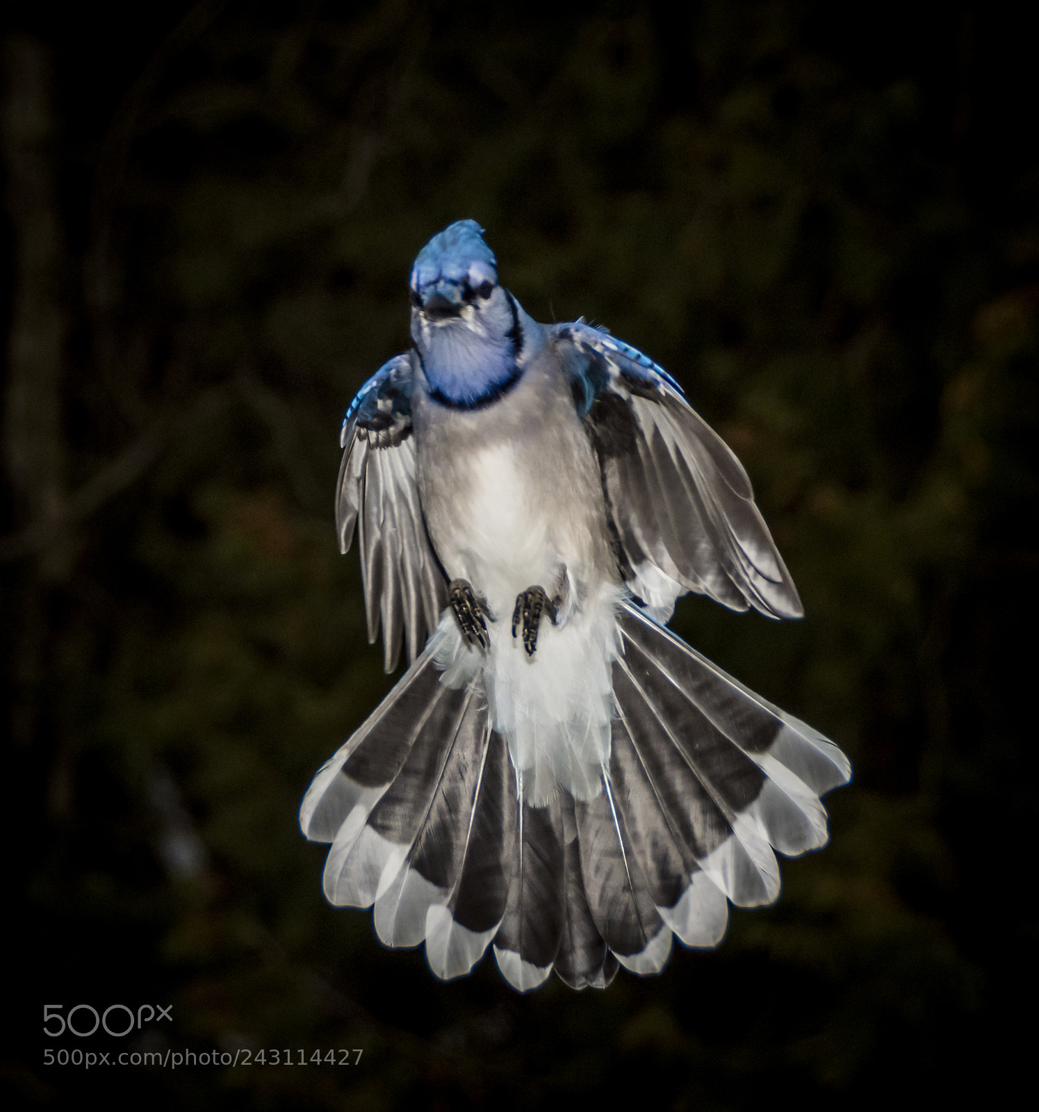 Nikon D7200 sample photo. Blue jays photography