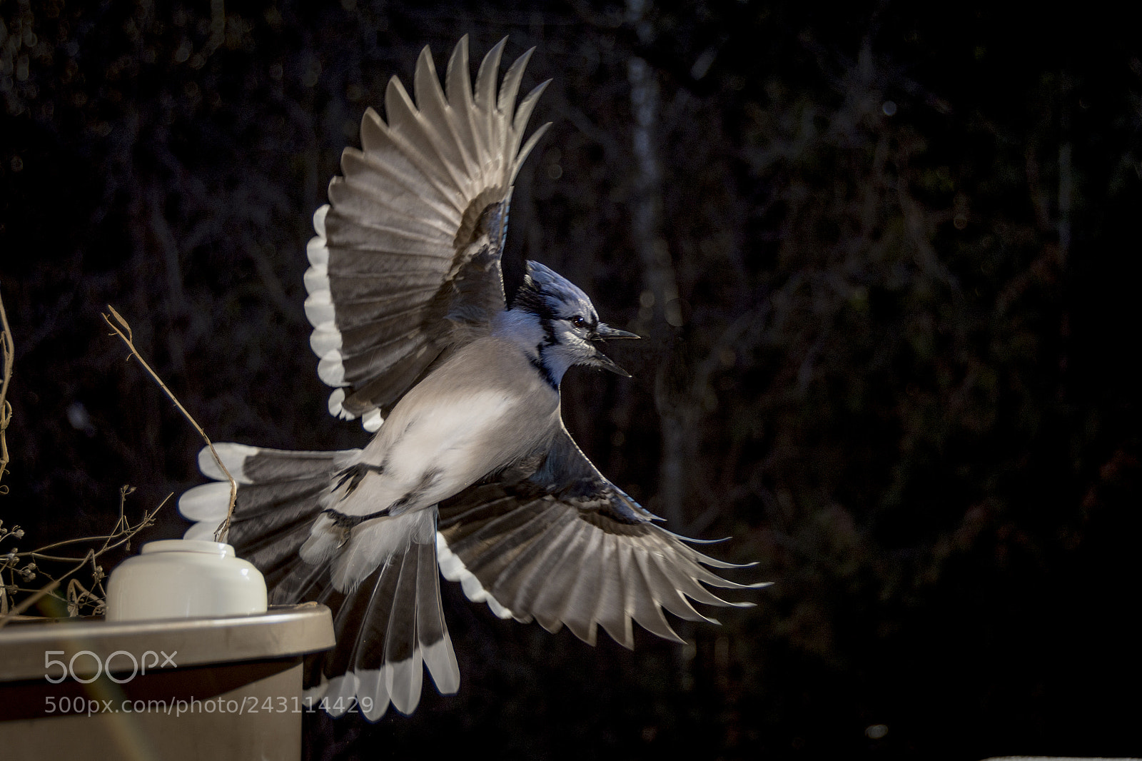 Nikon D7200 sample photo. Blue jays photography