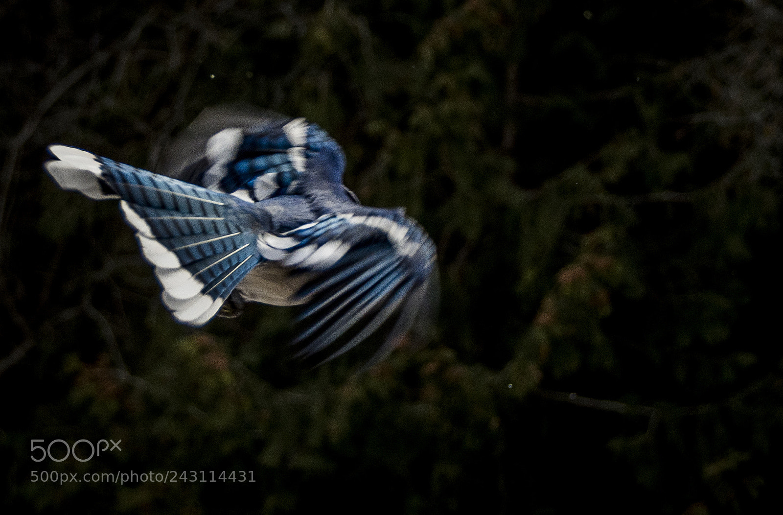 Nikon D7200 sample photo. Blue jays photography