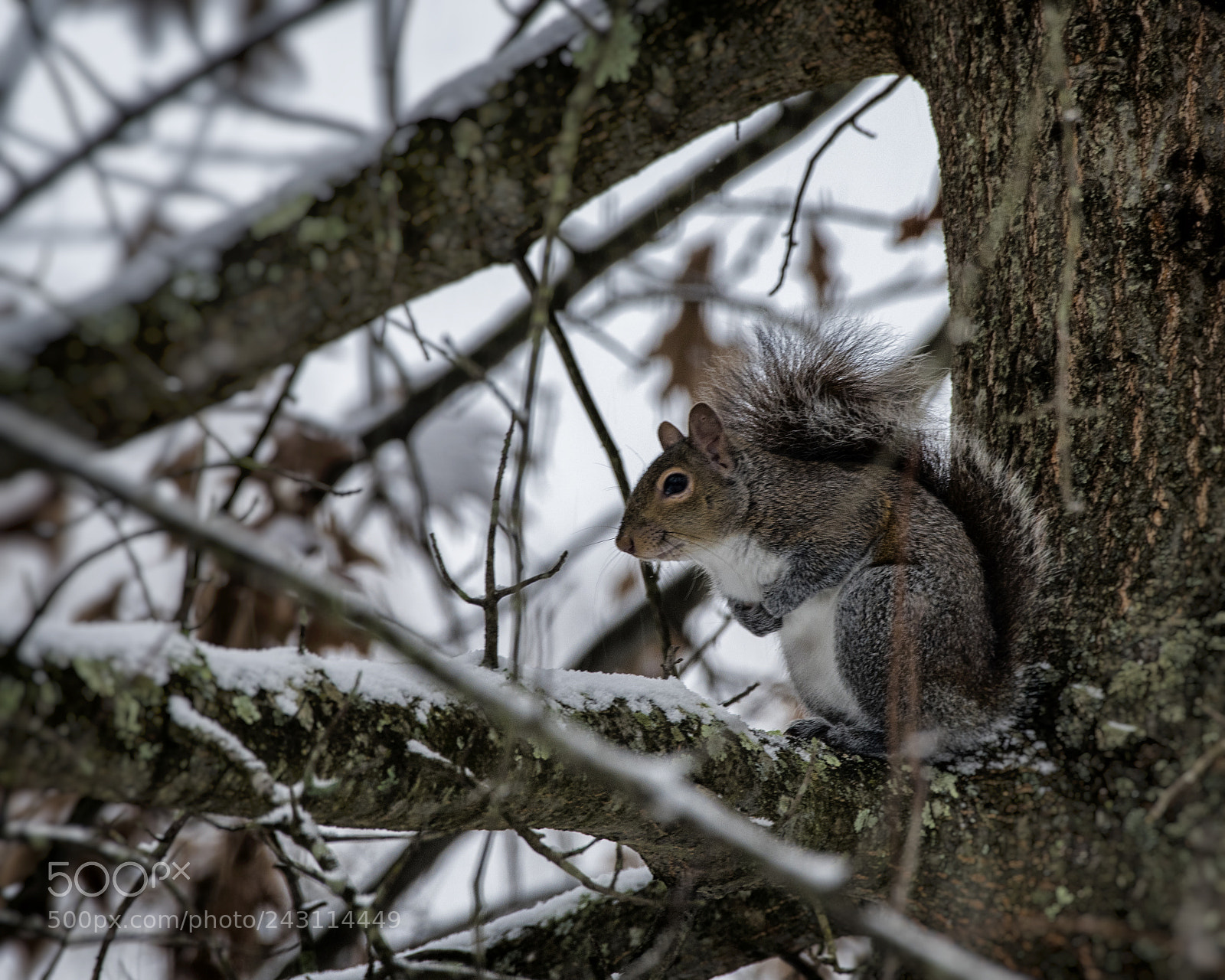 Nikon D810 sample photo. Backyard animals3 photography