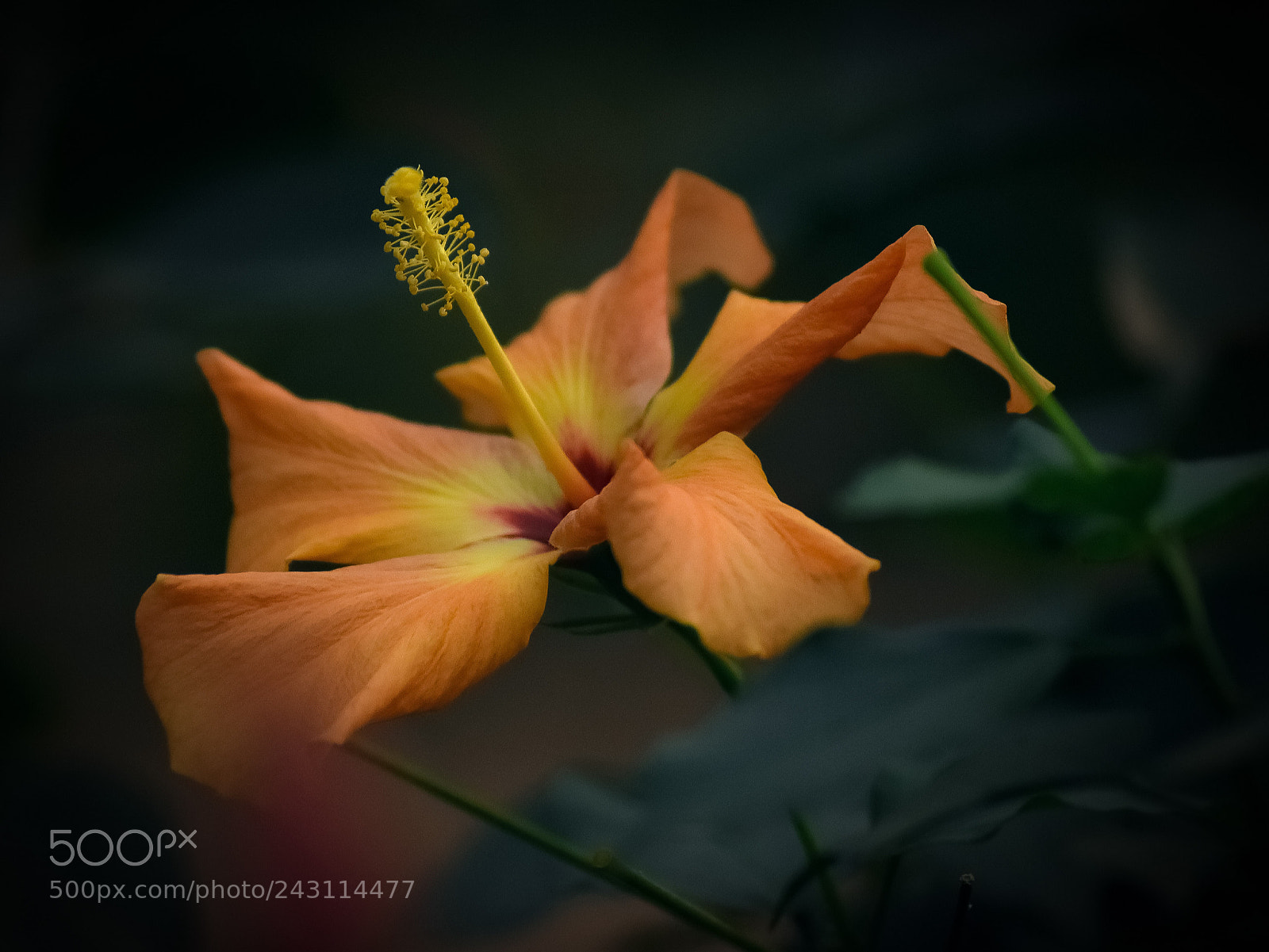 Nikon D5500 sample photo. ... explosion color photography
