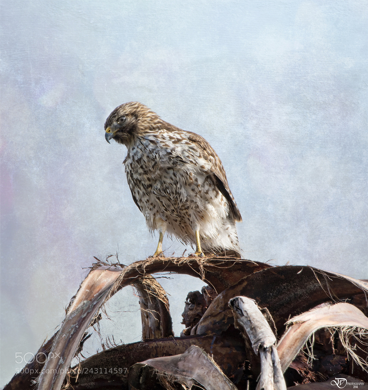 Nikon D500 sample photo. Hawk photography