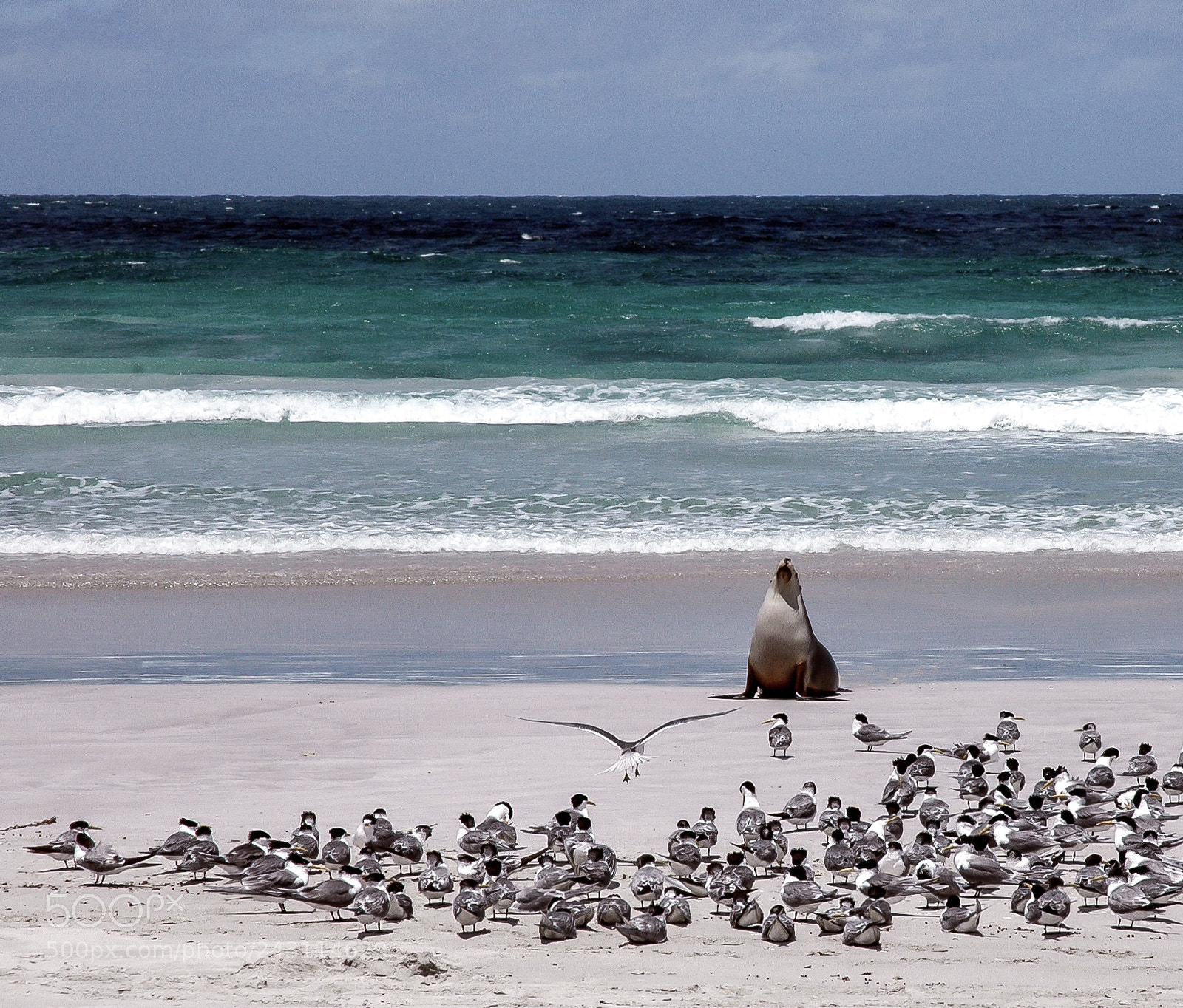 Nikon D70 sample photo. Seal at kangaroo island photography