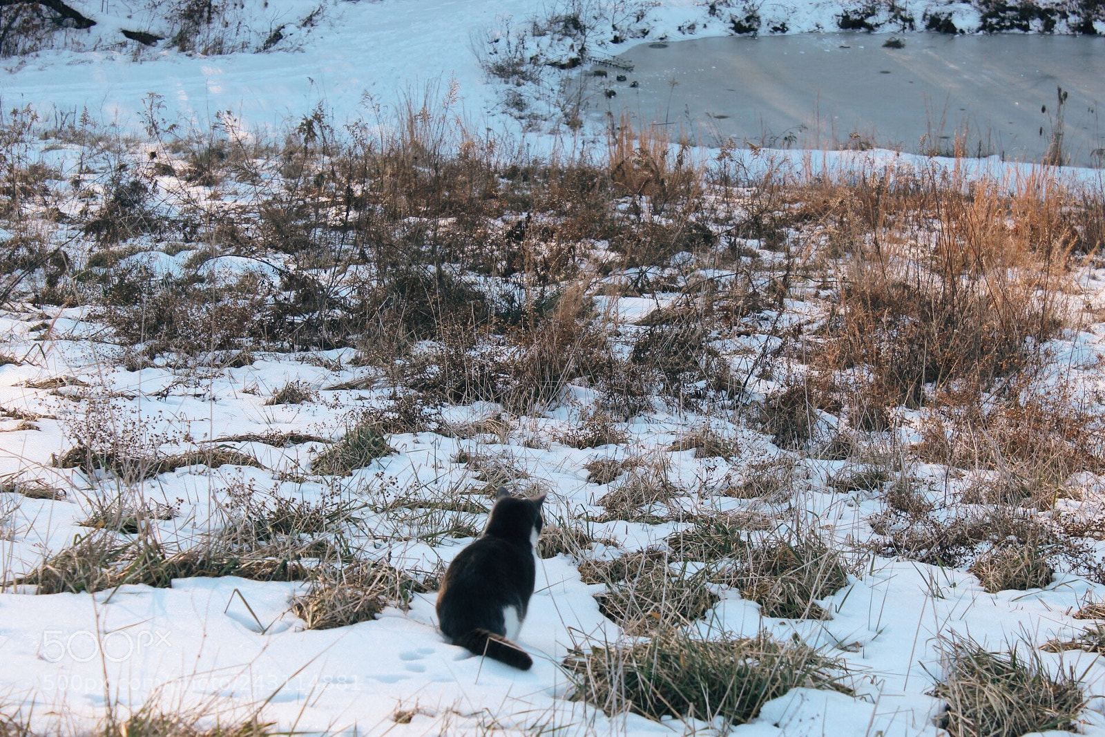 Canon EOS 1300D (EOS Rebel T6 / EOS Kiss X80) sample photo. Cat staring at the photography