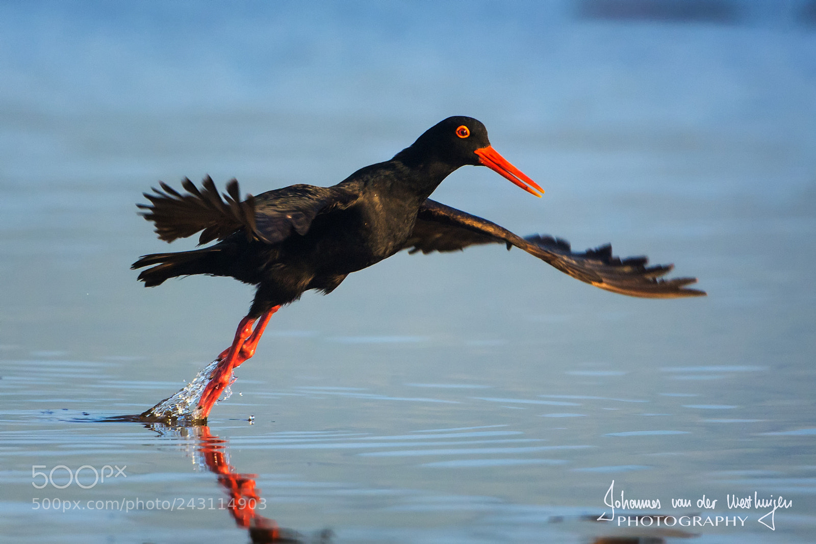 Nikon D7100 sample photo. Oyster catcher photography
