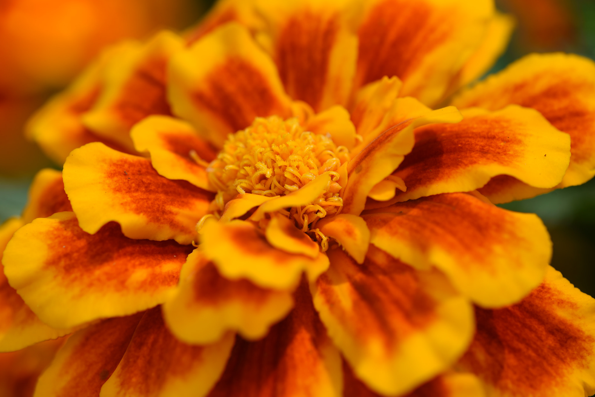 Nikon D750 + Nikon AF Micro-Nikkor 200mm F4D ED-IF sample photo. Orange and yellow flower photography