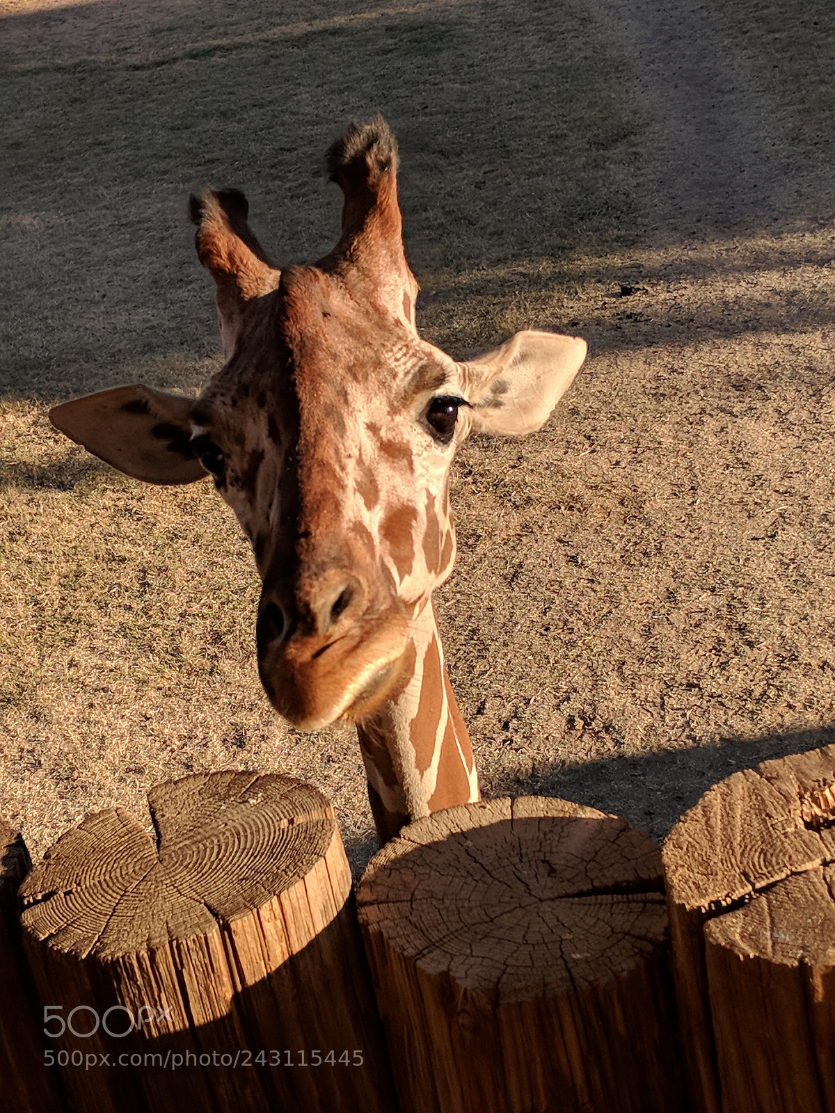 Google Pixel 2 XL sample photo. Say hi bradley photography