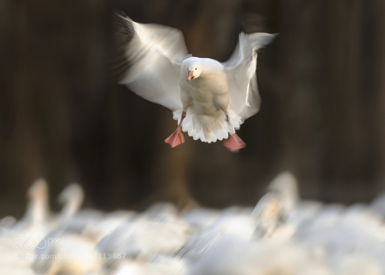 Nikon D500 sample photo. Slow landing (snow goose) photography