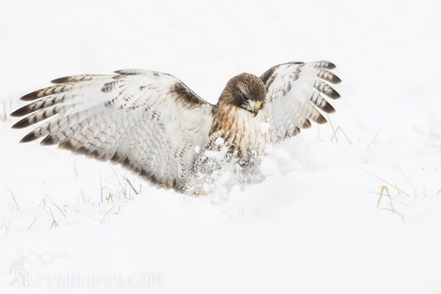 Nikon D500 sample photo. Plunge (red-tailed hawk) photography