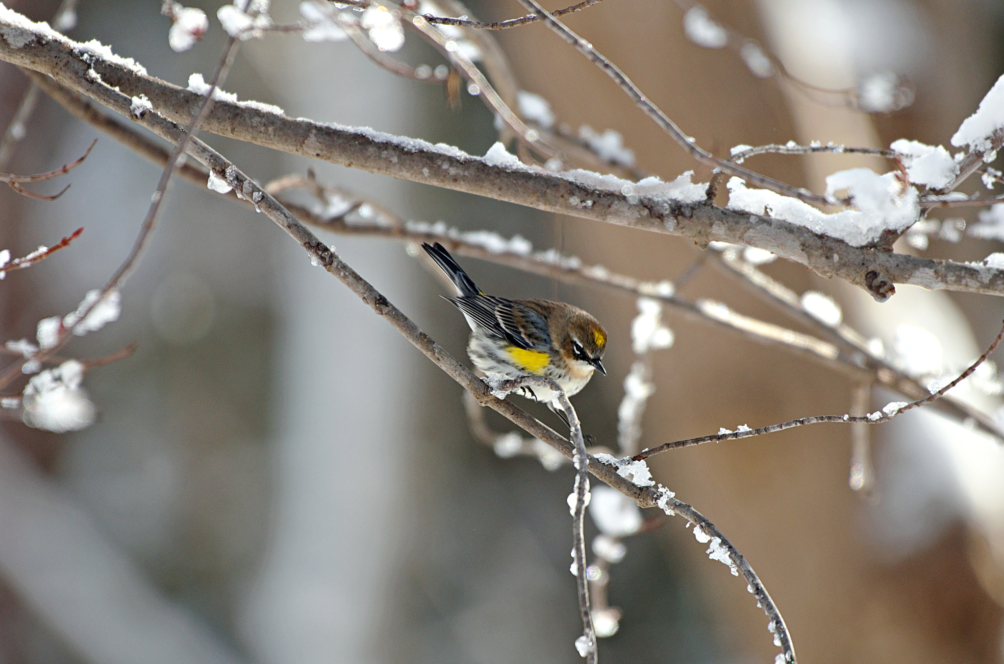Nikon AF-S Nikkor 200-500mm F5.6E ED VR sample photo. Yellow-rumped warbler photography