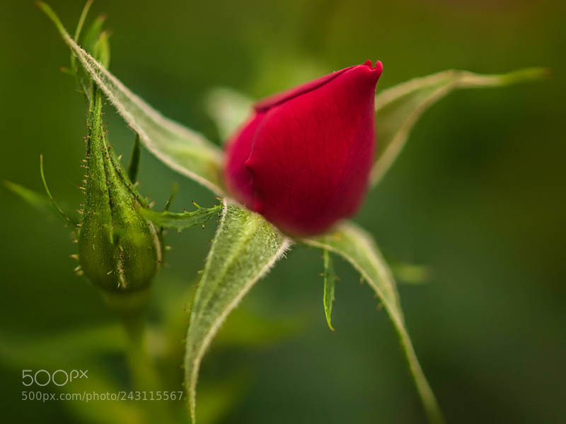 Olympus E-3 sample photo. Rose bud photography
