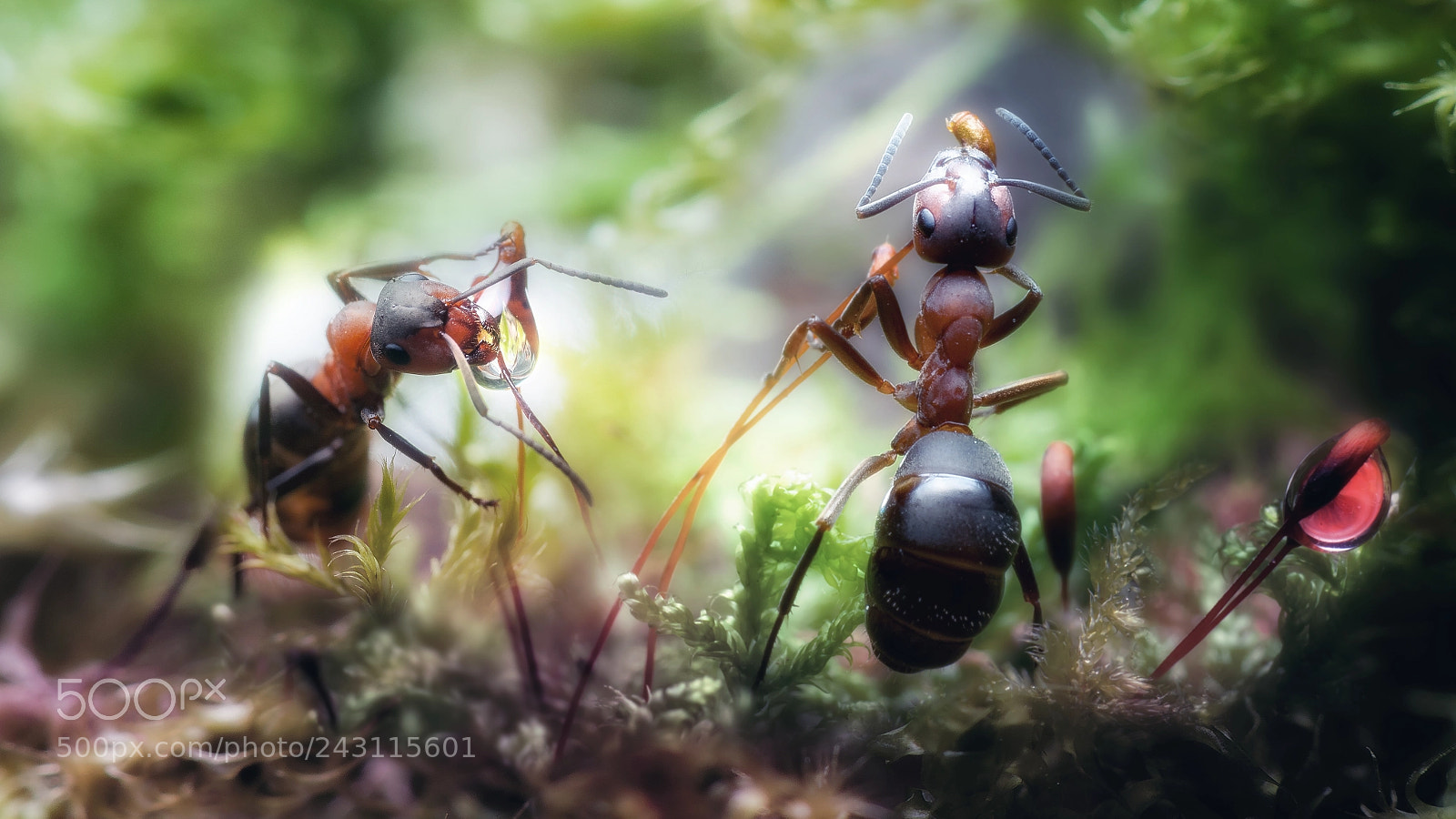 Nikon D300S sample photo. Ants dream land photography
