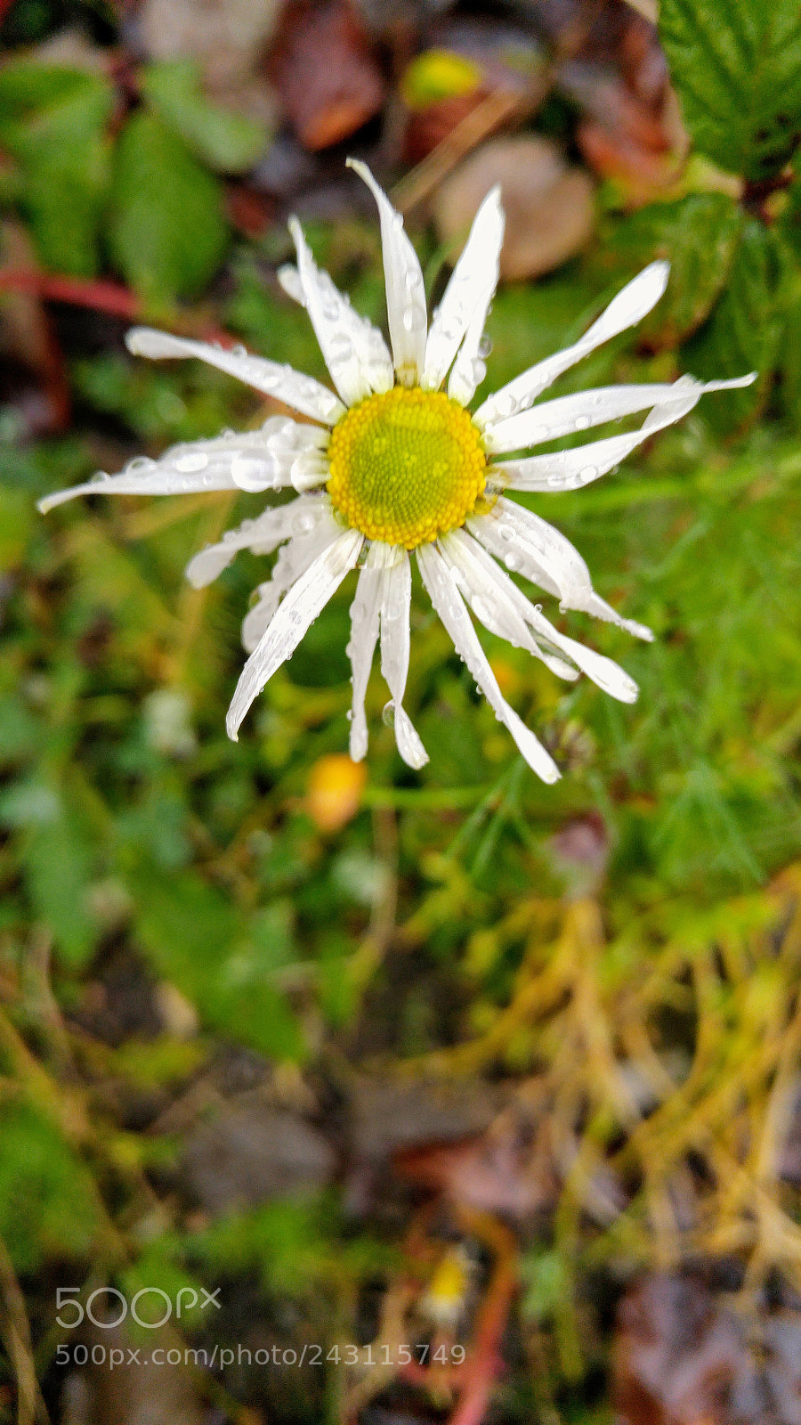 LG G4 sample photo. Smiling in the rain photography