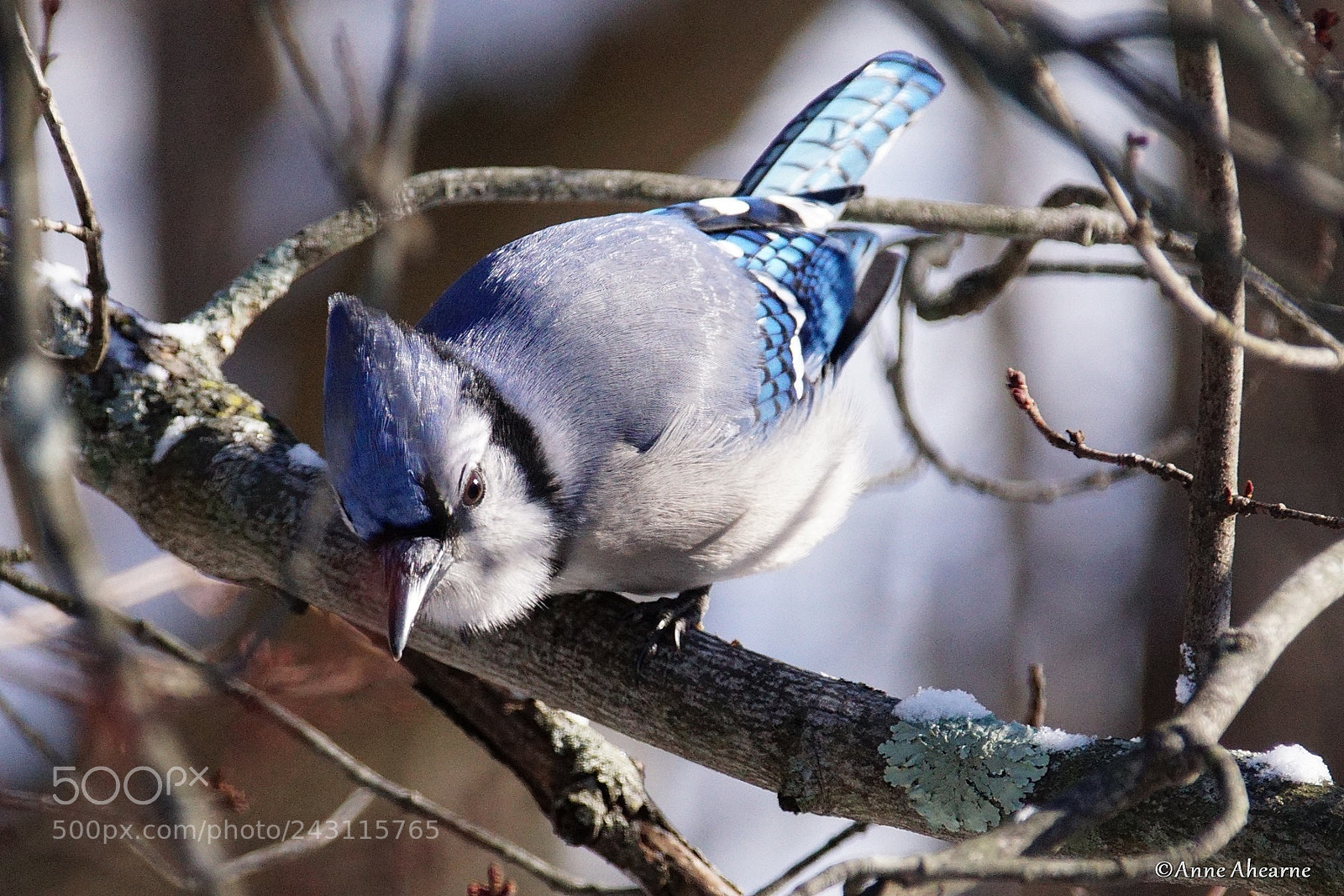 Sony ILCA-77M2 sample photo. Blue jay up-close photography