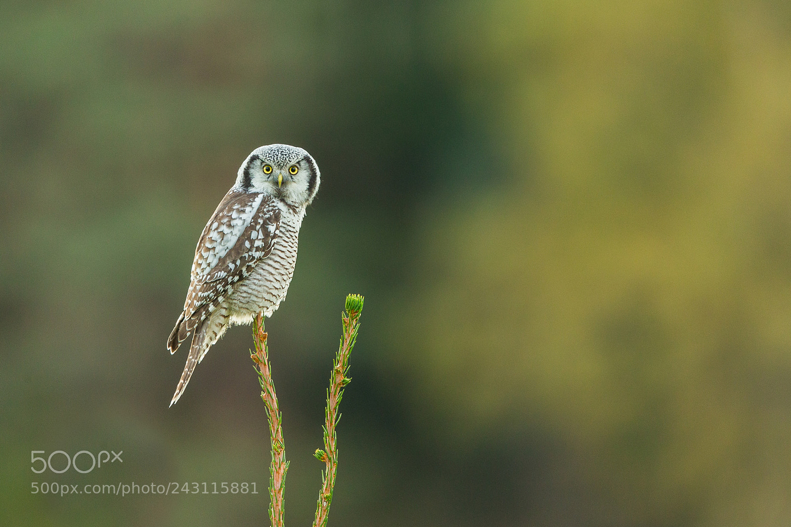 Canon EOS-1D X sample photo. Autumn owl photography