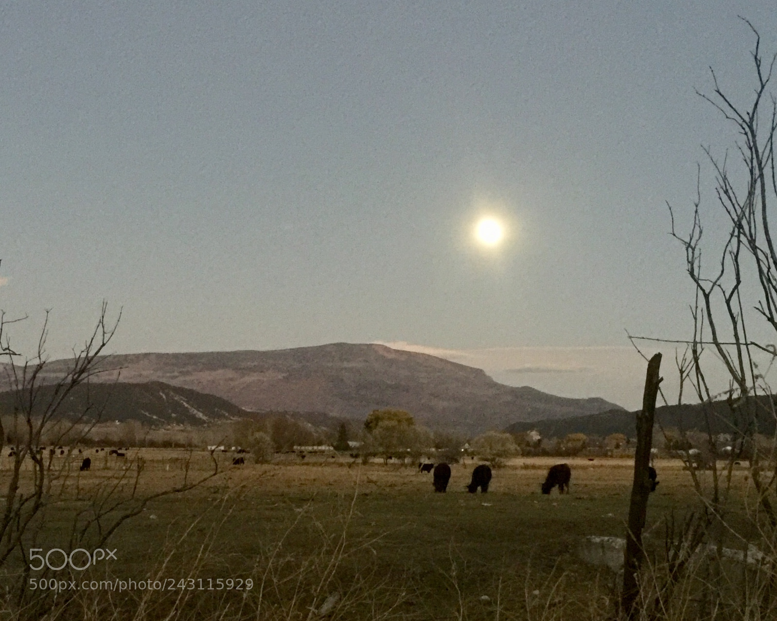 Apple iPhone 6 Plus sample photo. Moonlight at dusk, roaring photography