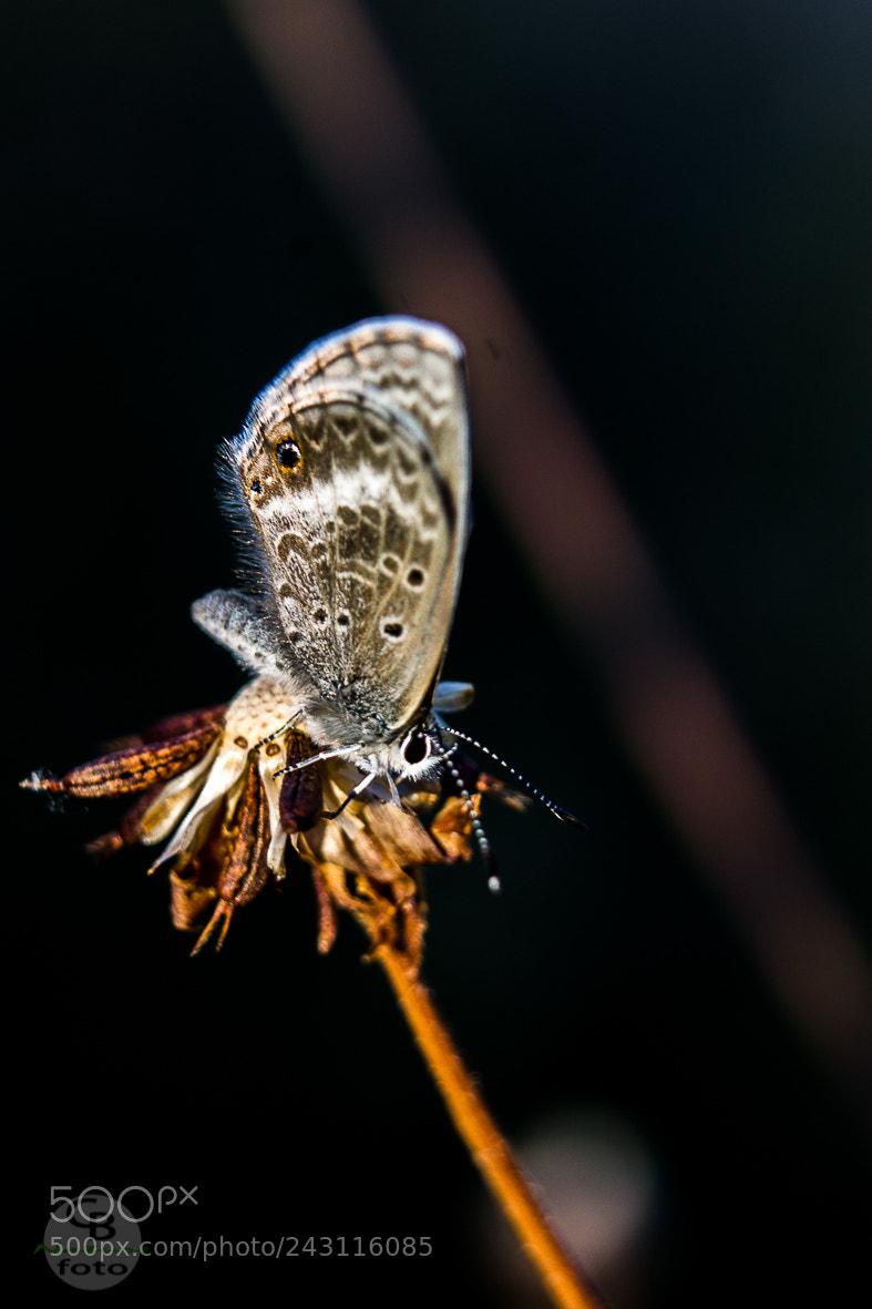 Canon EOS 1100D (EOS Rebel T3 / EOS Kiss X50) sample photo. Sleeping butterfly photography