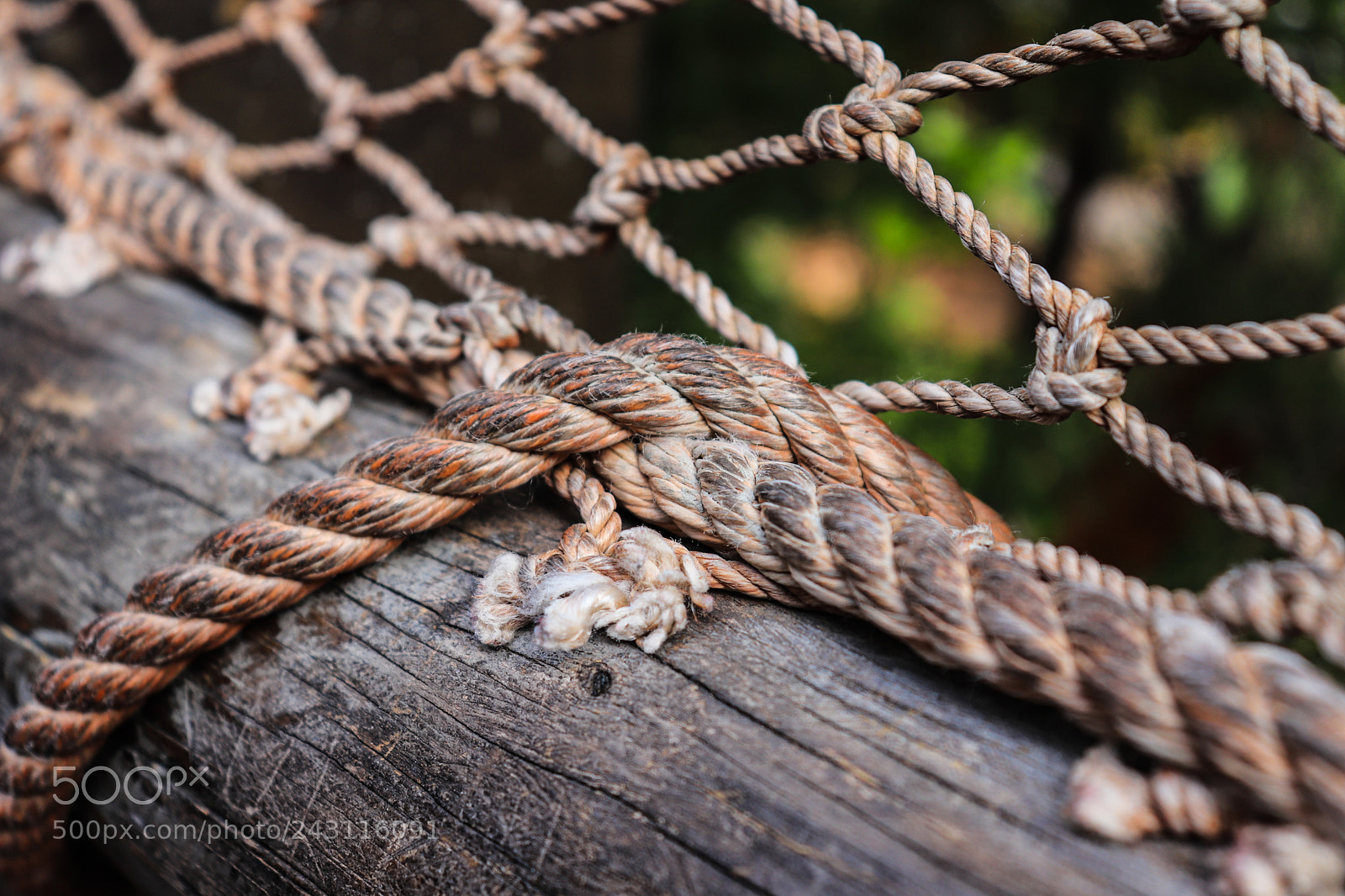 Canon EOS 800D (EOS Rebel T7i / EOS Kiss X9i) sample photo. Knot photography