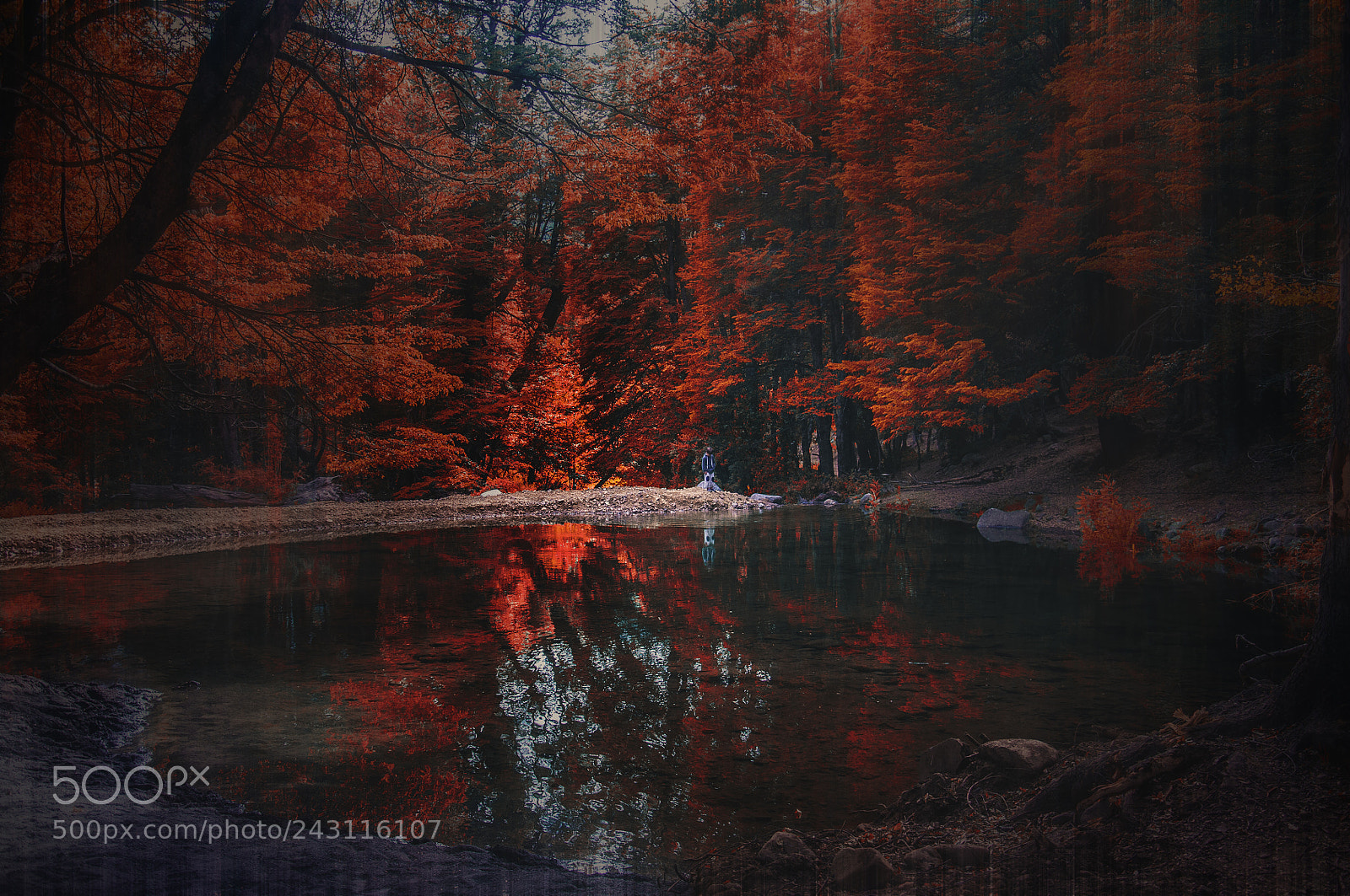Nikon D90 sample photo. The red dream photography