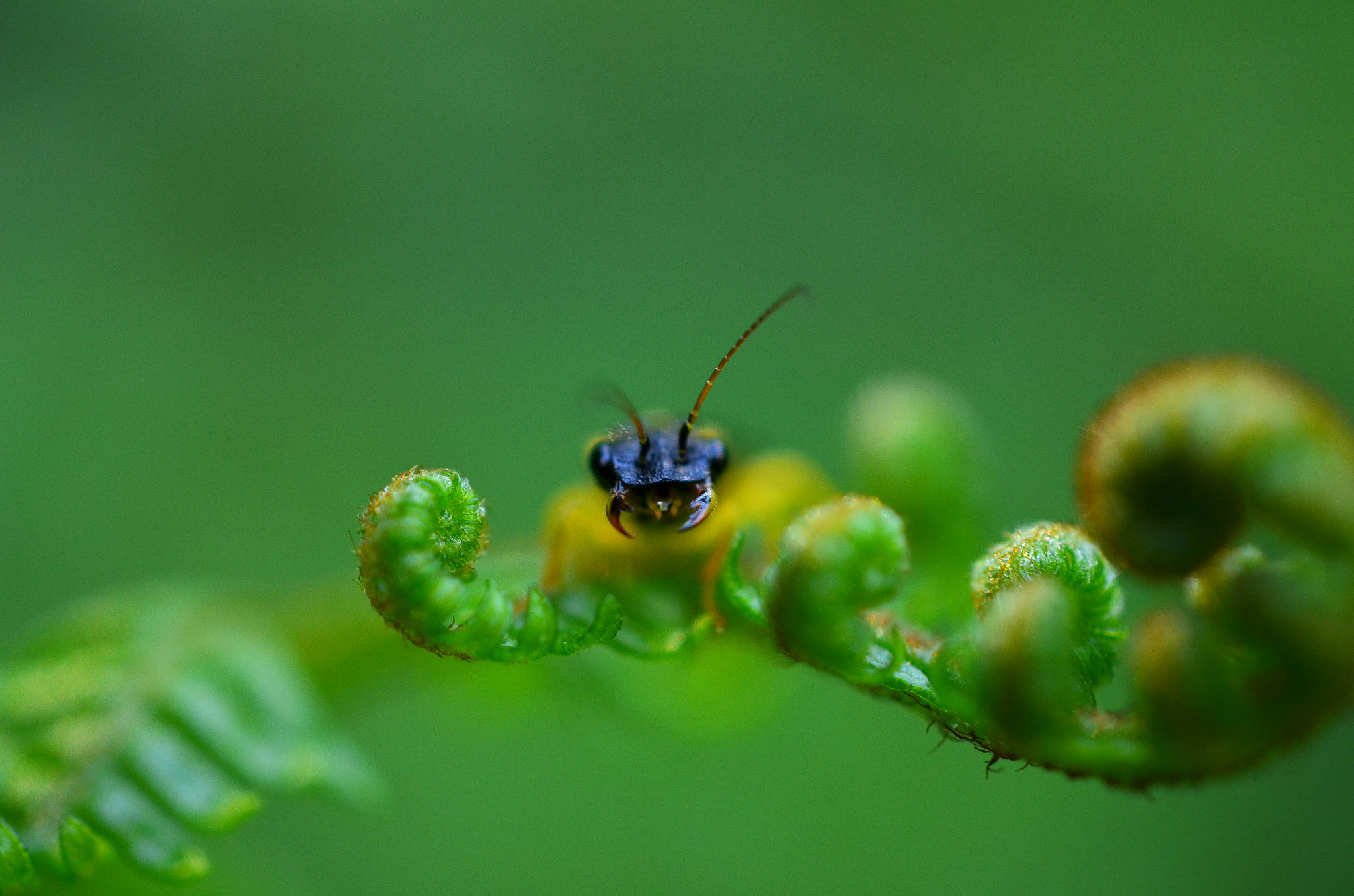 Nikon AF-S DX Micro Nikkor 40mm F2.8 sample photo. Wadelbeißer photography