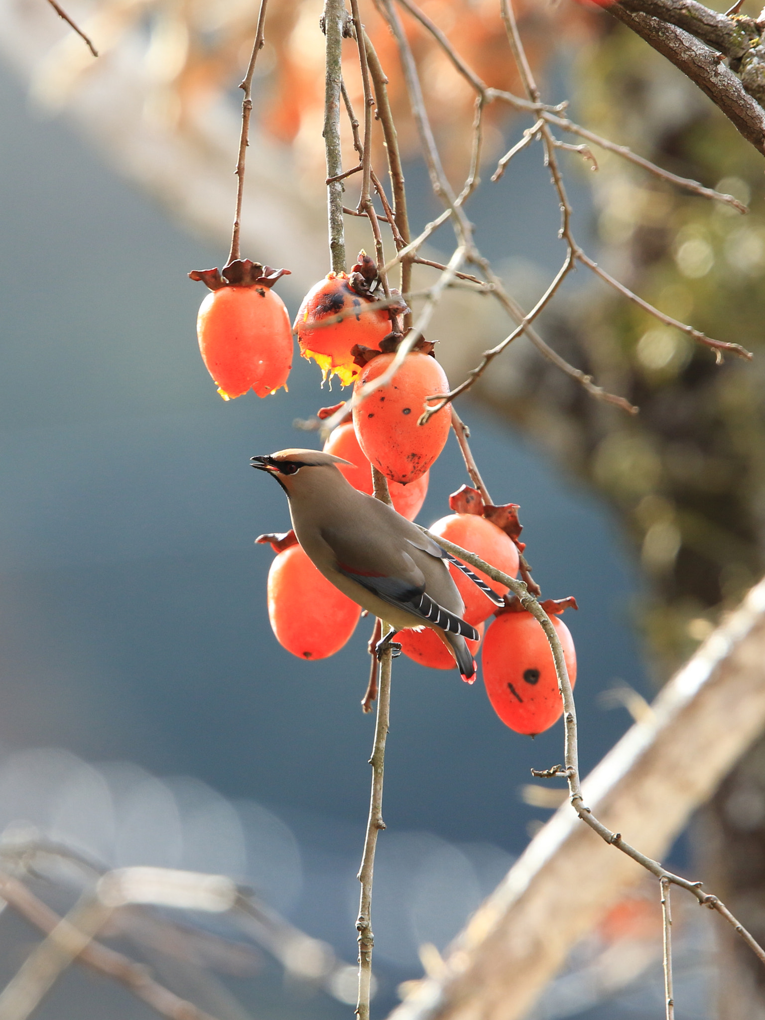 Canon EF 400mm F2.8L IS USM sample photo. Japanese waxwing ヒレンジャク photography