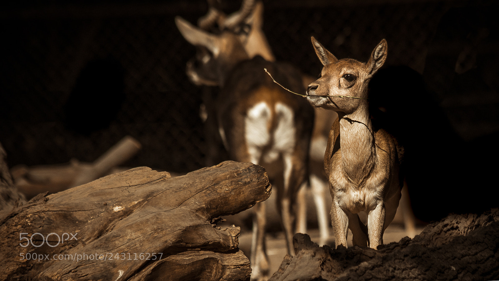 Canon EOS 700D (EOS Rebel T5i / EOS Kiss X7i) sample photo. The blackbuck photography