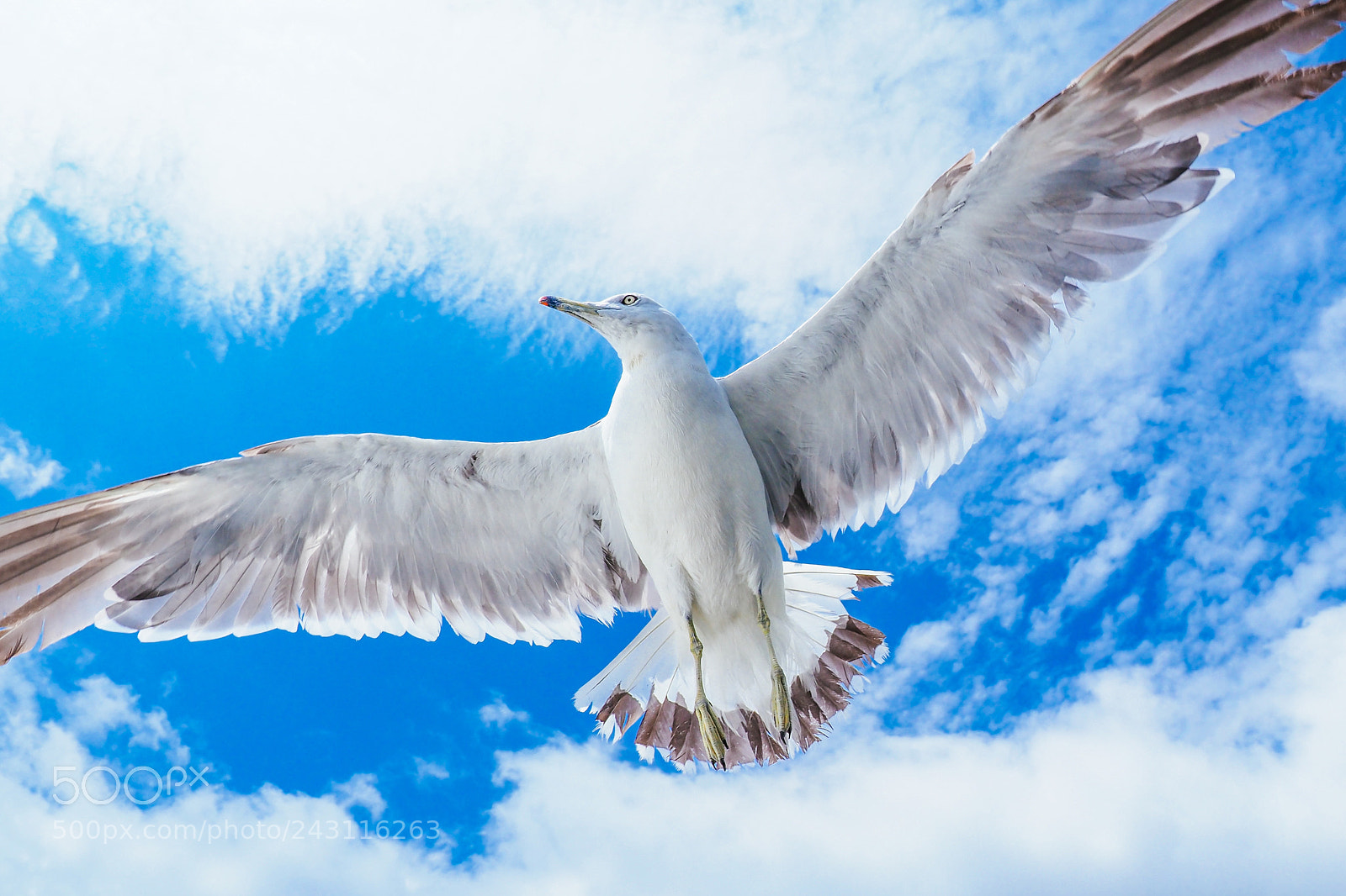 Olympus OM-D E-M1 Mark II sample photo. Fly photography