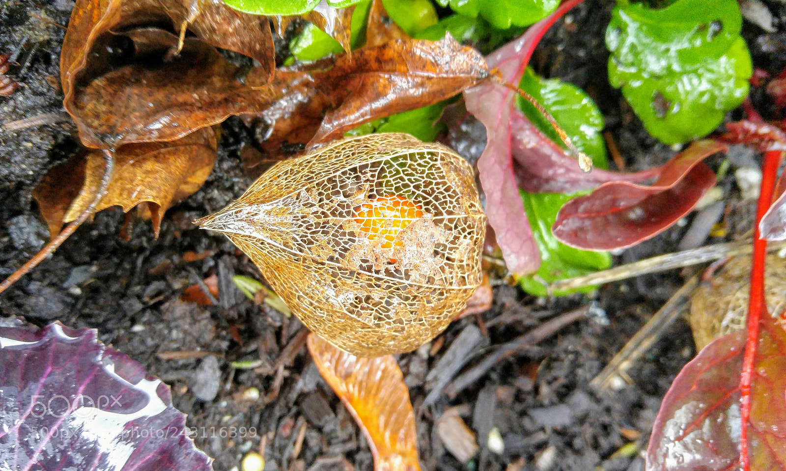 LG G4 sample photo. Jack-o-lantern flower photography