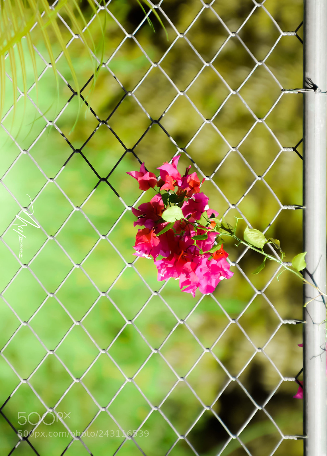 Nikon D7200 sample photo. Untitled photography