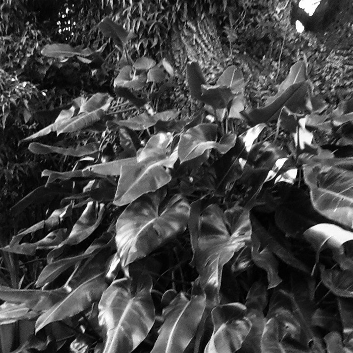 Apple iPad 2 sample photo. Plants photography