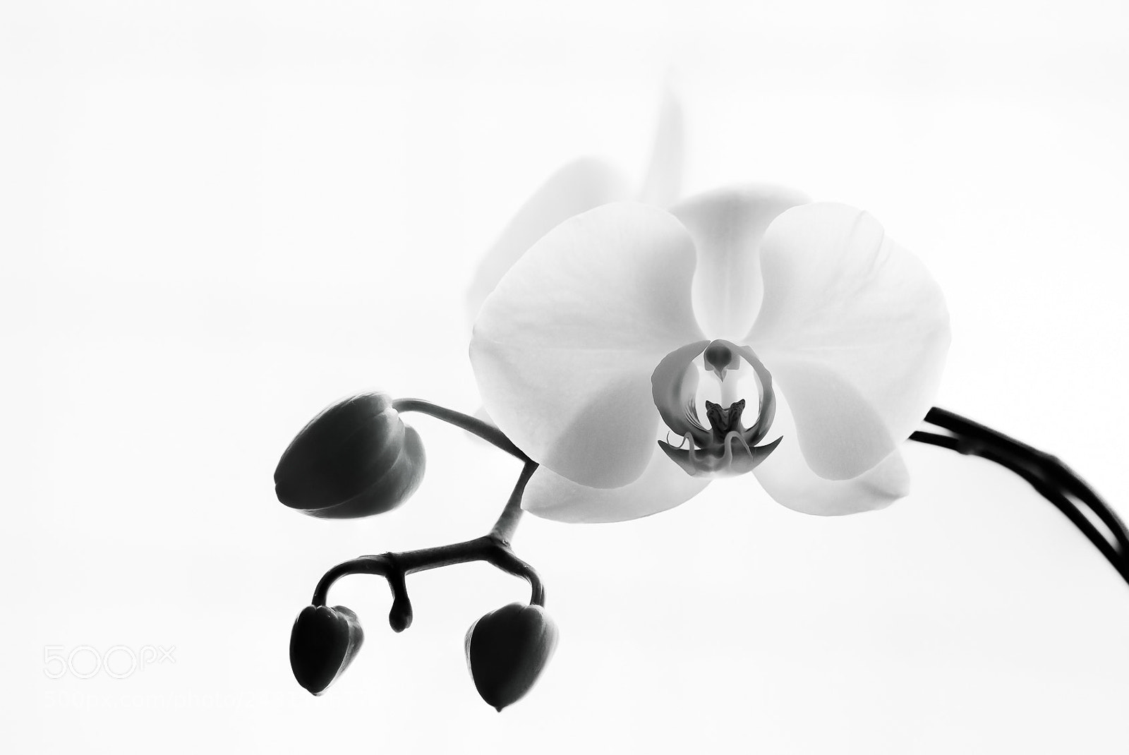 Nikon D300S sample photo. At backlight.. photography
