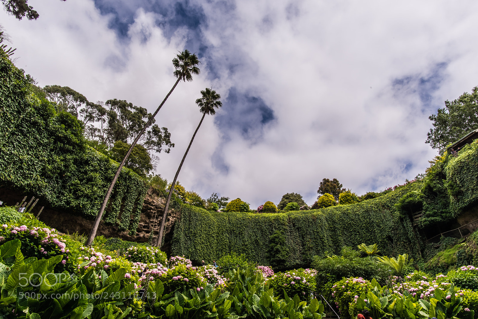 Nikon D800 sample photo. Sink hole garden photography