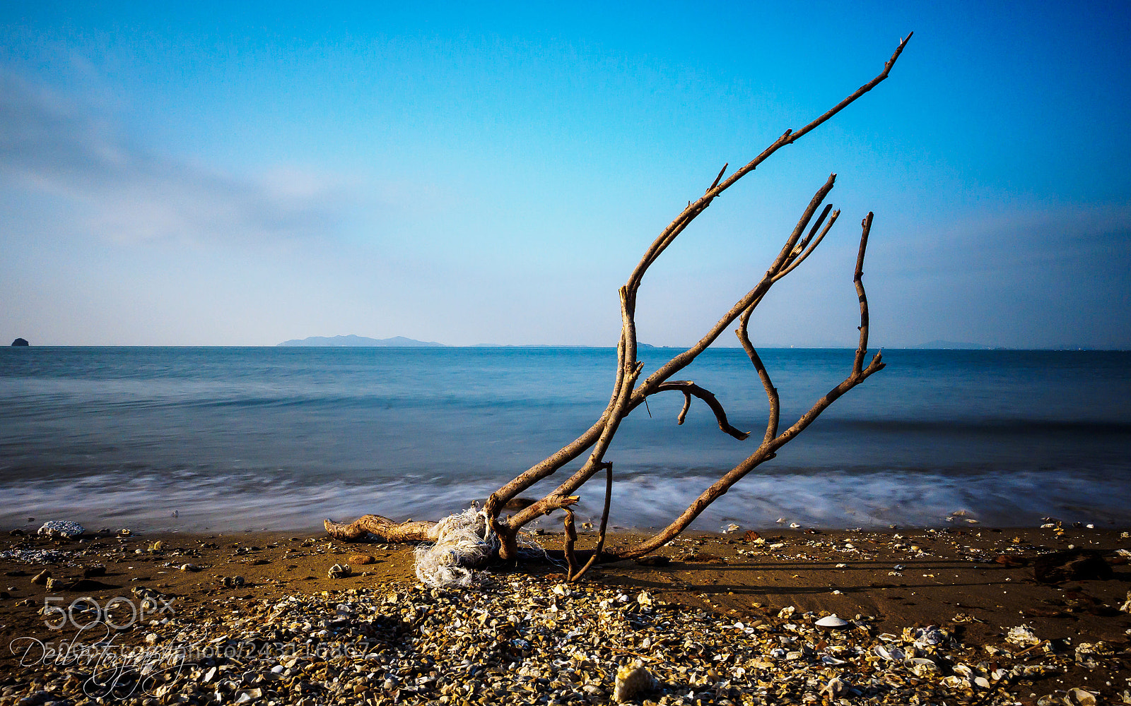 Olympus OM-D E-M1 sample photo. Sea branch photography