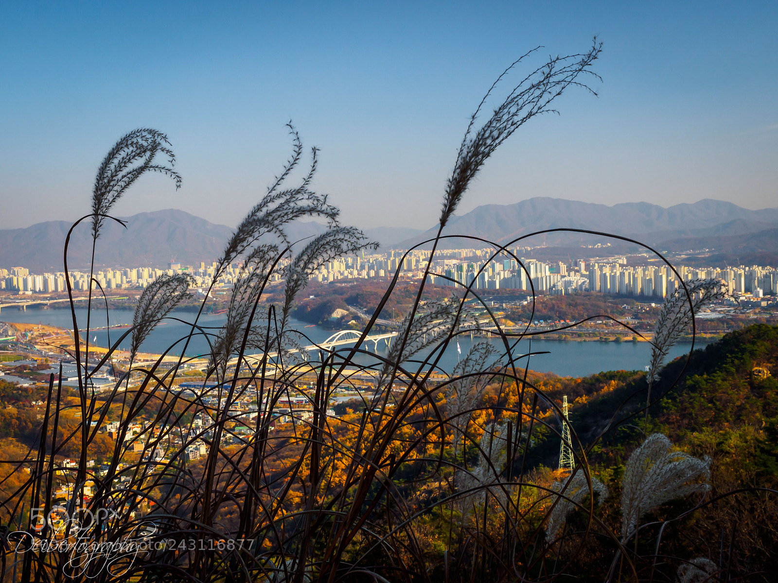 Olympus OM-D E-M1 sample photo. Through the silver grass photography