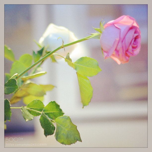Nikon D610 sample photo. Img photography
