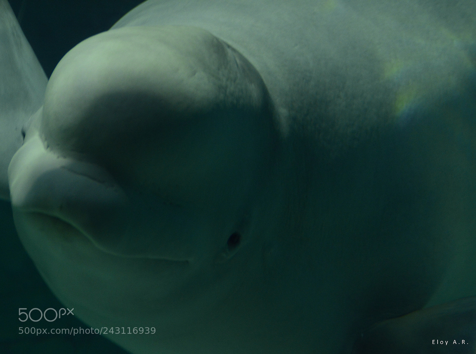 Nikon D3200 sample photo. Beluga photography