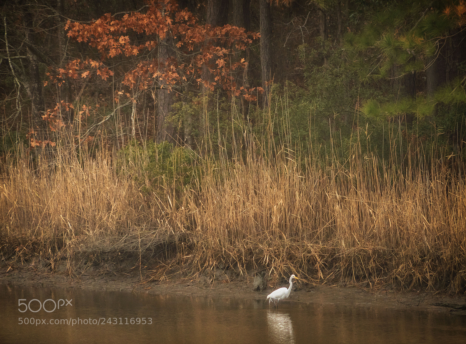 Sony a7R III sample photo. Egret fishing in virginia photography