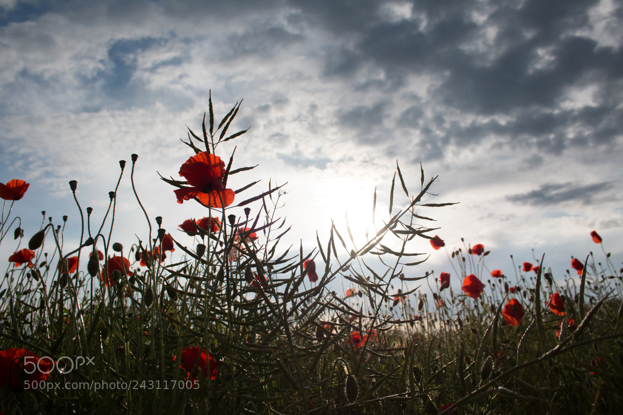 Canon EOS 70D sample photo. Coquelicots photography