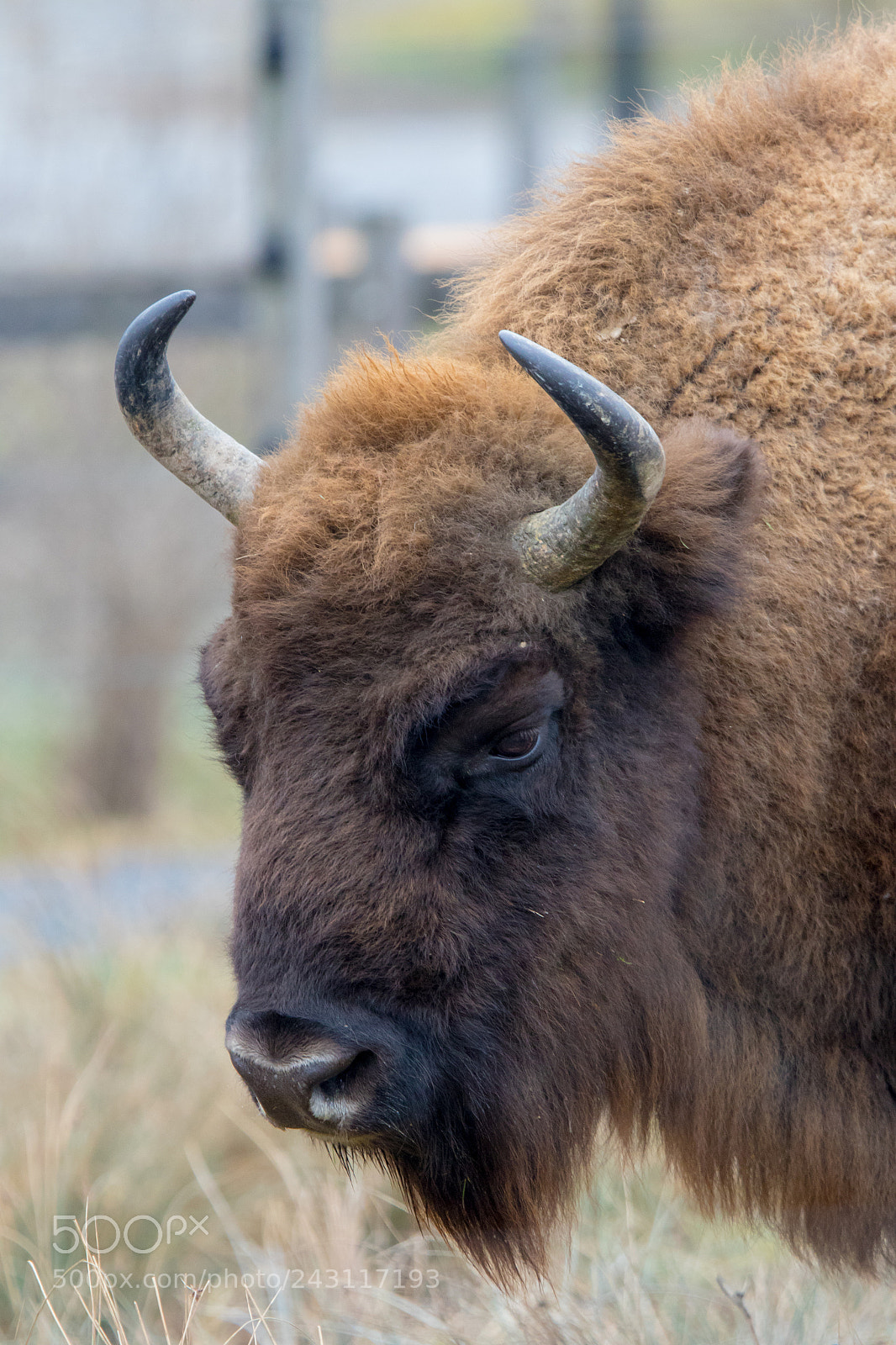 Canon EOS 7D Mark II sample photo. Wisent photography