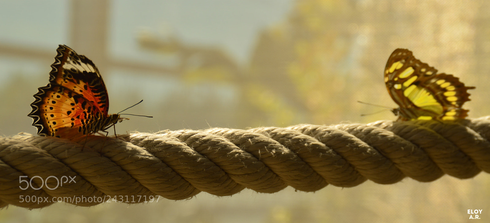 Nikon D3200 sample photo. Cortejo photography